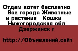 Отдам котят бесплатно  - Все города Животные и растения » Кошки   . Нижегородская обл.,Дзержинск г.